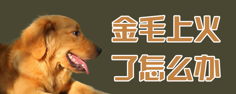 金毛上火了如何解决