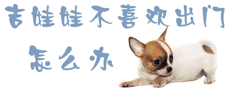 吉娃娃不喜欢外出如何解决