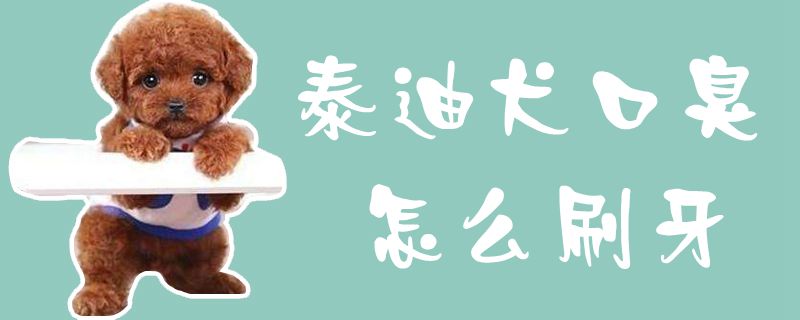 泰迪犬口臭如何刷牙