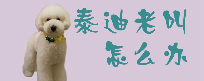 泰迪老叫如何解决
