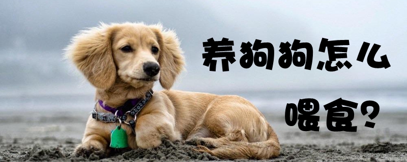 养狗狗如何喂食