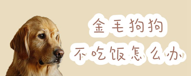 金毛狗狗不吃饭如何解决