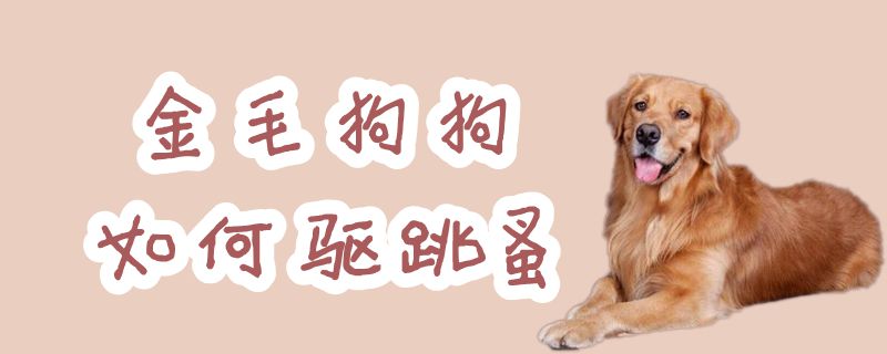 金毛狗狗怎么样驱跳蚤
