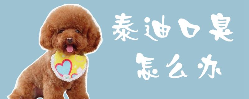 泰迪口臭如何解决