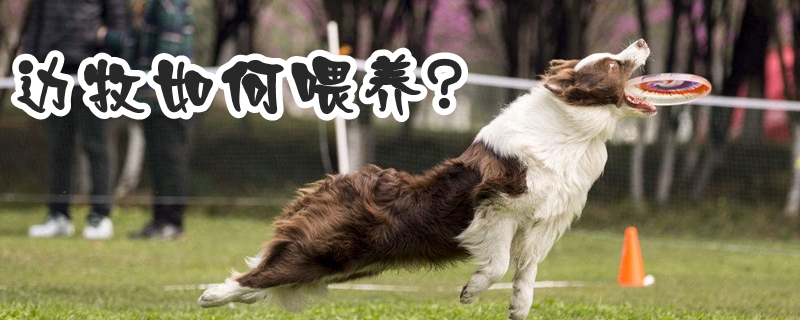 边牧怎么样喂养