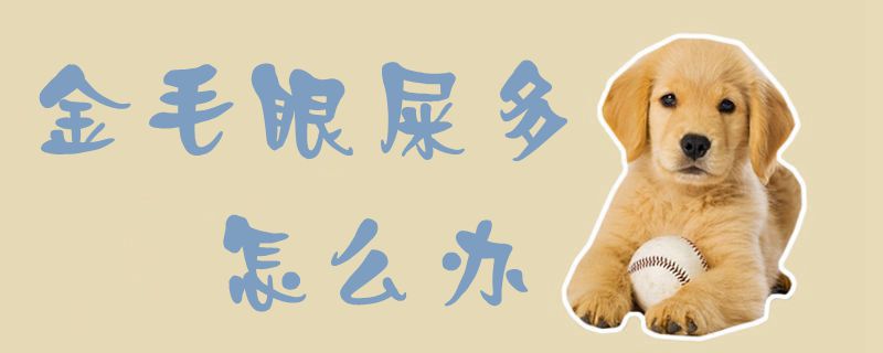 金毛眼屎多如何解决