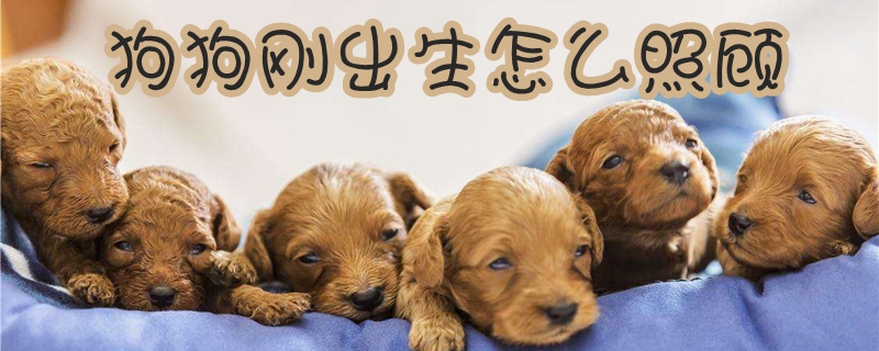 狗狗刚出生如何照顾