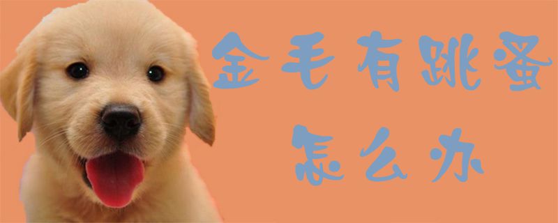 金毛有跳蚤如何解决
