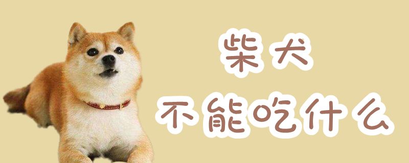 柴犬不可以吃那些
