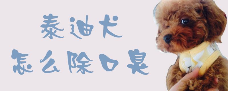 泰迪犬如何除口臭