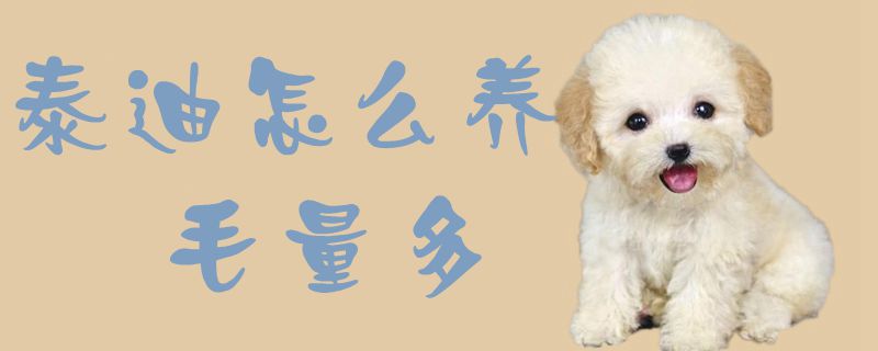 泰迪如何养毛量多