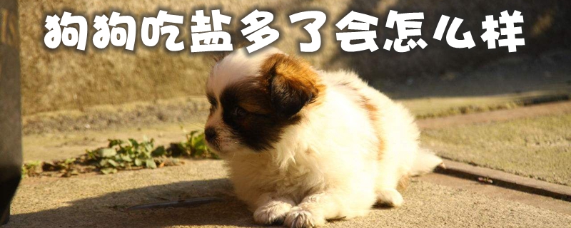 狗狗吃盐多了会如何