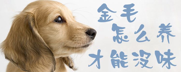 金毛如何养才能没味