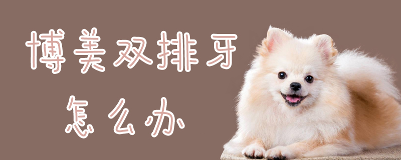 博美双排牙如何解决