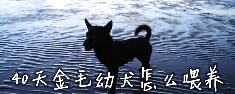40天金毛幼犬如何喂养
