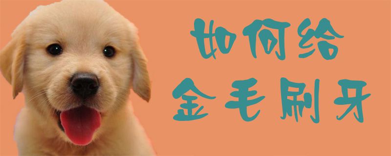怎么样给金毛刷牙
