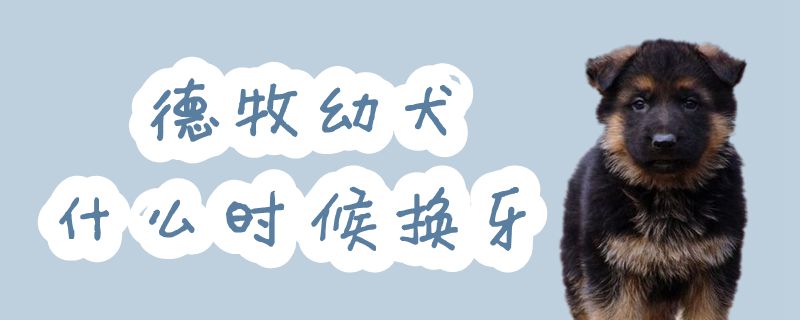 德牧幼犬什么时间换牙