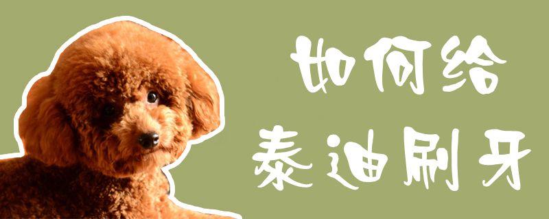 怎么样给泰迪刷牙