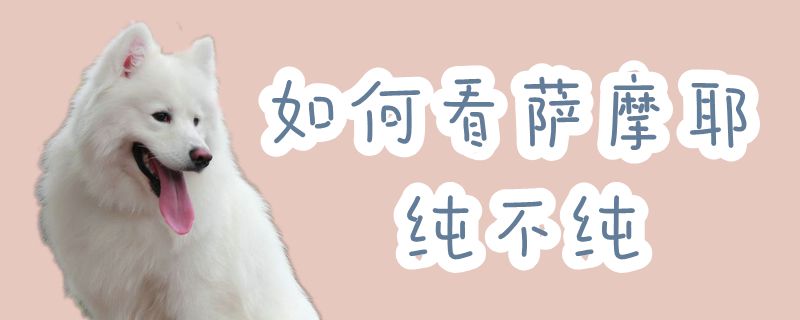 怎么样看萨摩耶纯不纯
