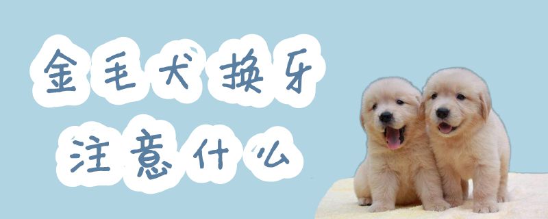 金毛犬换牙注意哪些地方