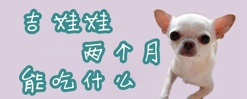 吉娃娃两个月可以吃什么