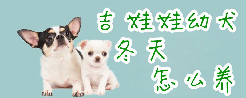 吉娃娃幼犬冬季如何养