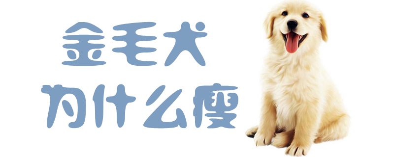 金毛犬为何瘦
