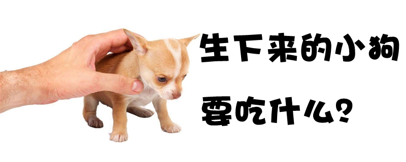 生下来的小狗要吃那些