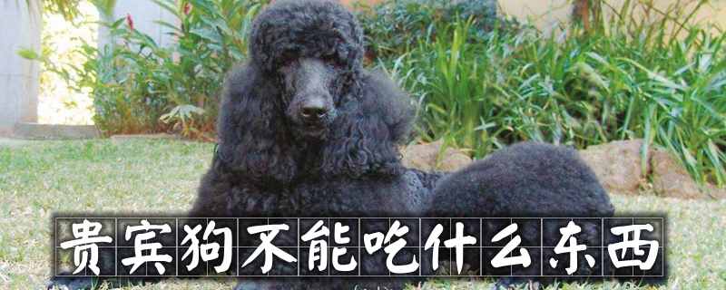 贵宾狗不可以吃那些东西