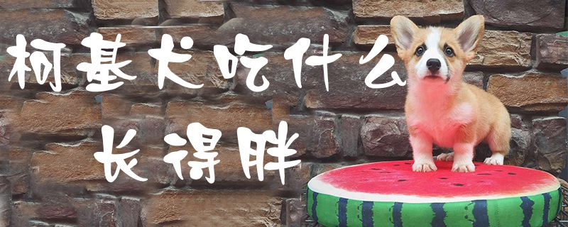 柯基犬吃什么长得胖-第1张图片 柯基犬吃什么长得胖-第1张图片