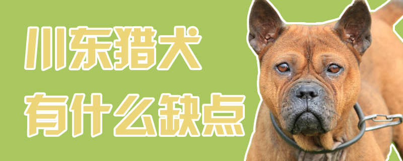 川东猎犬有哪些缺点
