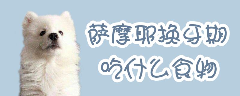 萨摩耶换牙期吃那些食物