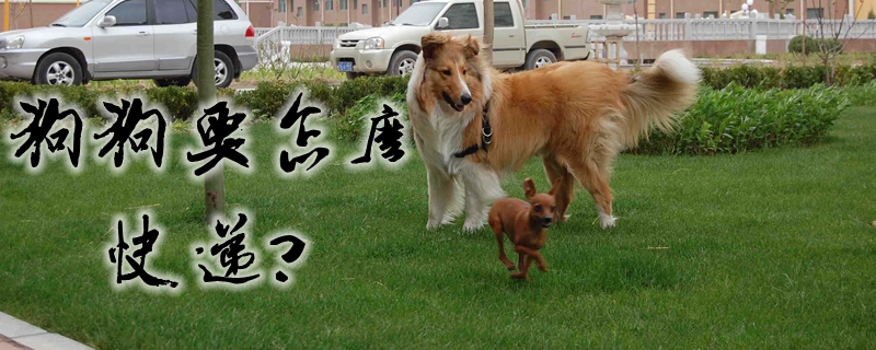 狗狗要如何快递