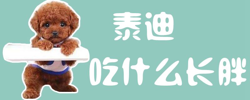 泰迪吃那些长胖