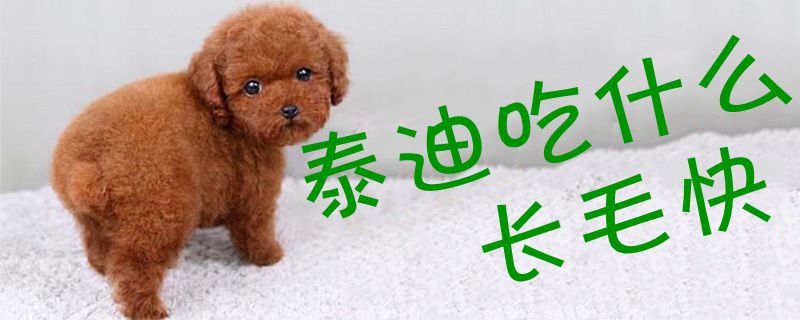 泰迪吃那些长毛快