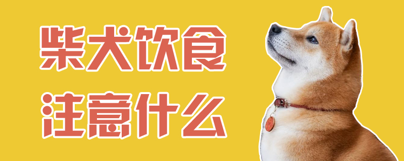 柴犬饮食注意什么-第1张图片 柴犬饮食注意什么-第1张图片