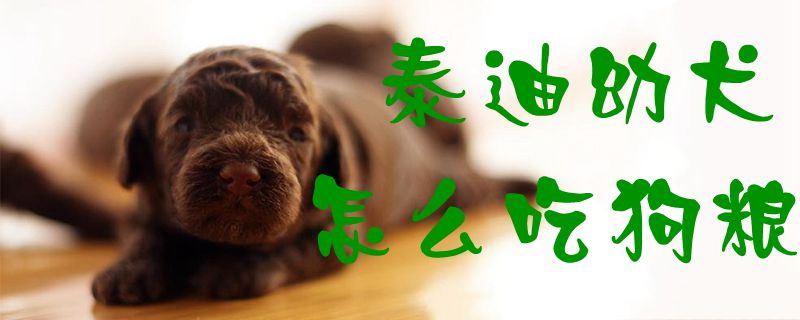 泰迪幼犬如何吃狗粮