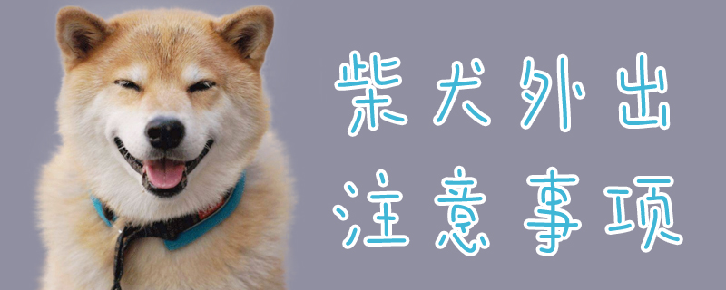 柴犬外出需要注意的地方