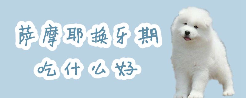 萨摩耶换牙期吃那些好