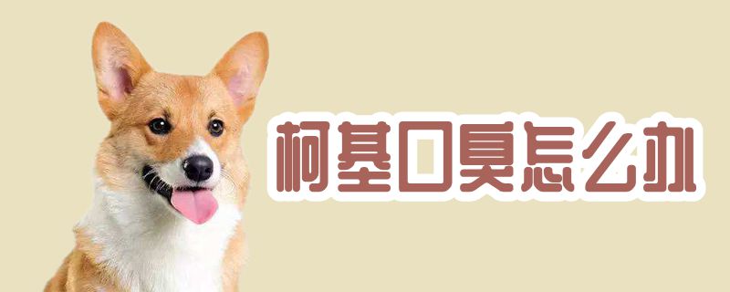 柯基口臭如何解决