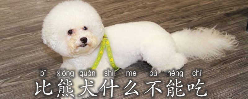 比熊犬什么不可以吃