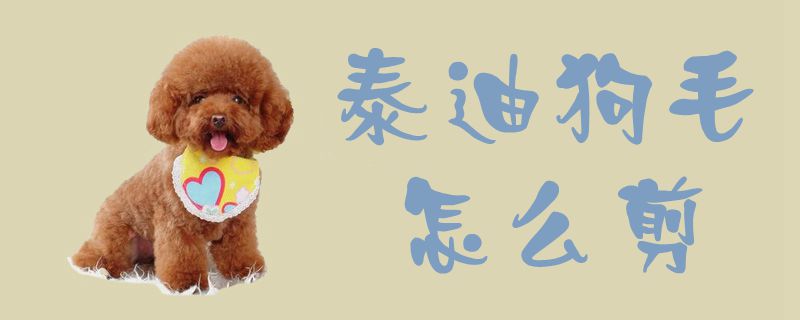 泰迪狗毛如何剪