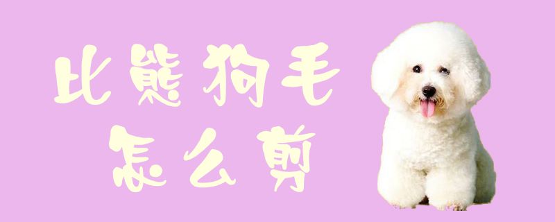 比熊狗毛如何剪