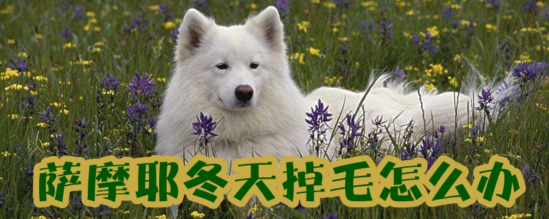 萨摩耶冬季掉毛如何解决