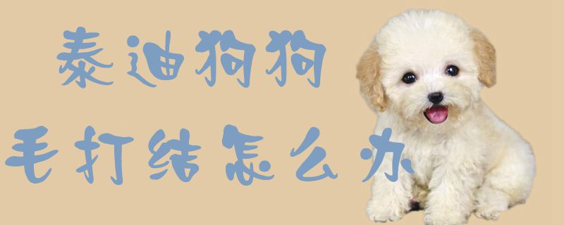 泰迪狗狗毛打结如何解决