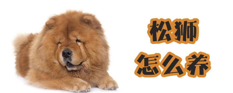 松狮如何养
