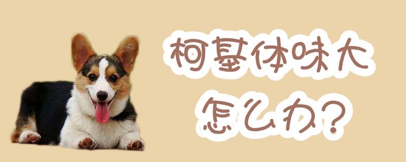 柯基体味大如何解决