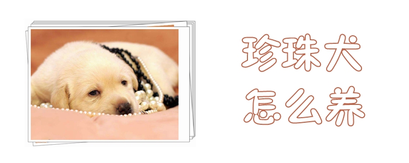 珍珠犬如何养