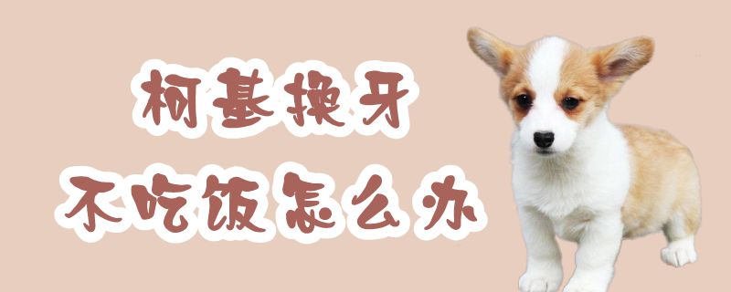 柯基换牙不吃饭怎么办-第1张图片 柯基换牙不吃饭怎么办-第1张图片