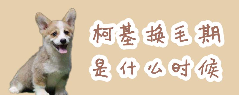 柯基换毛期是什么时候-第1张图片 柯基换毛期是什么时候-第1张图片